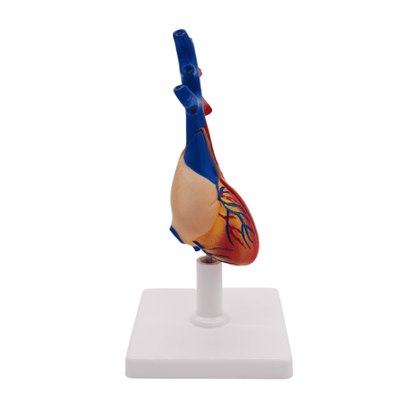 Набор моделей «Сердце позвоночных» (7 моделей)